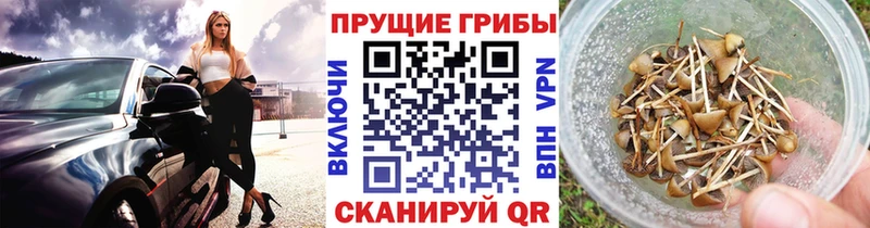 наркотики  Духовщина  Псилоцибиновые грибы Psilocybe 